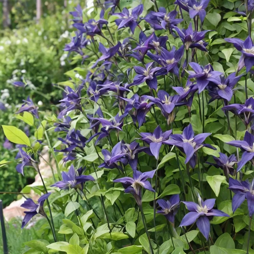 Clematis x jackmanii 'Blue Ocean'