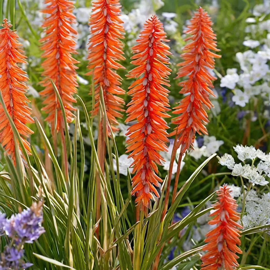 Kniphofia ummularia 'Elvira'