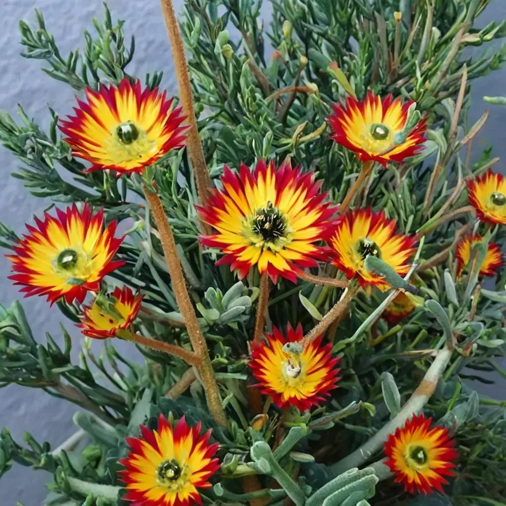 Drosanthemum micans