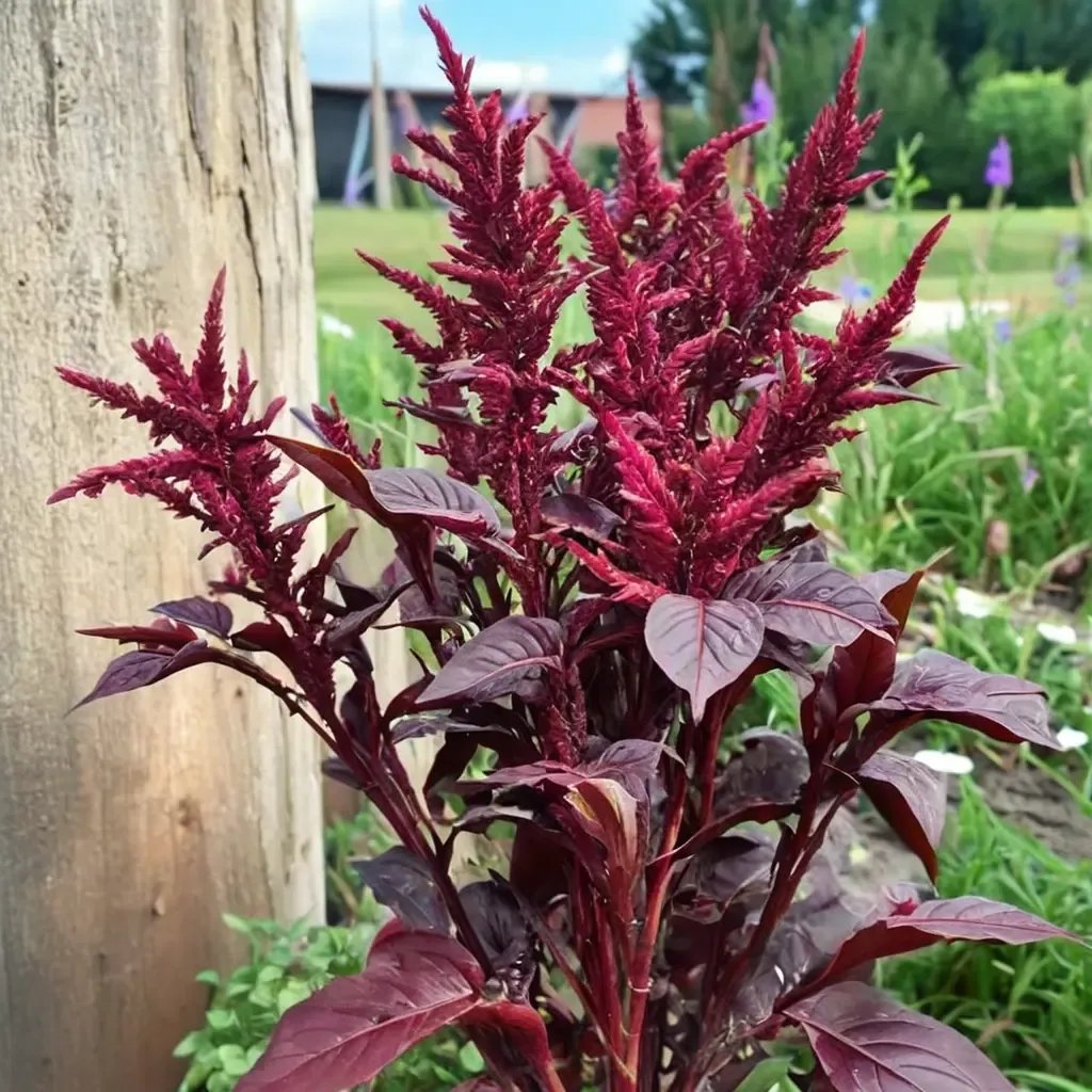 Amaranthus cruentus 'Velvet Curtains'