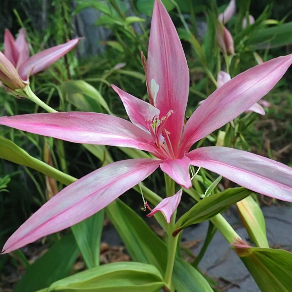 Crinum x hybrida 'Mystery'