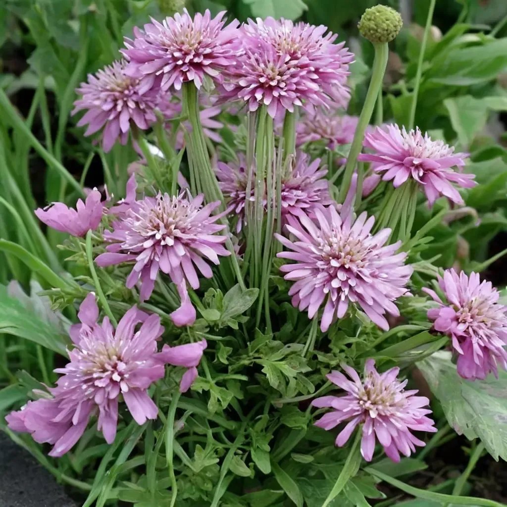 Scabiosa columbaria 'Pink Mist'