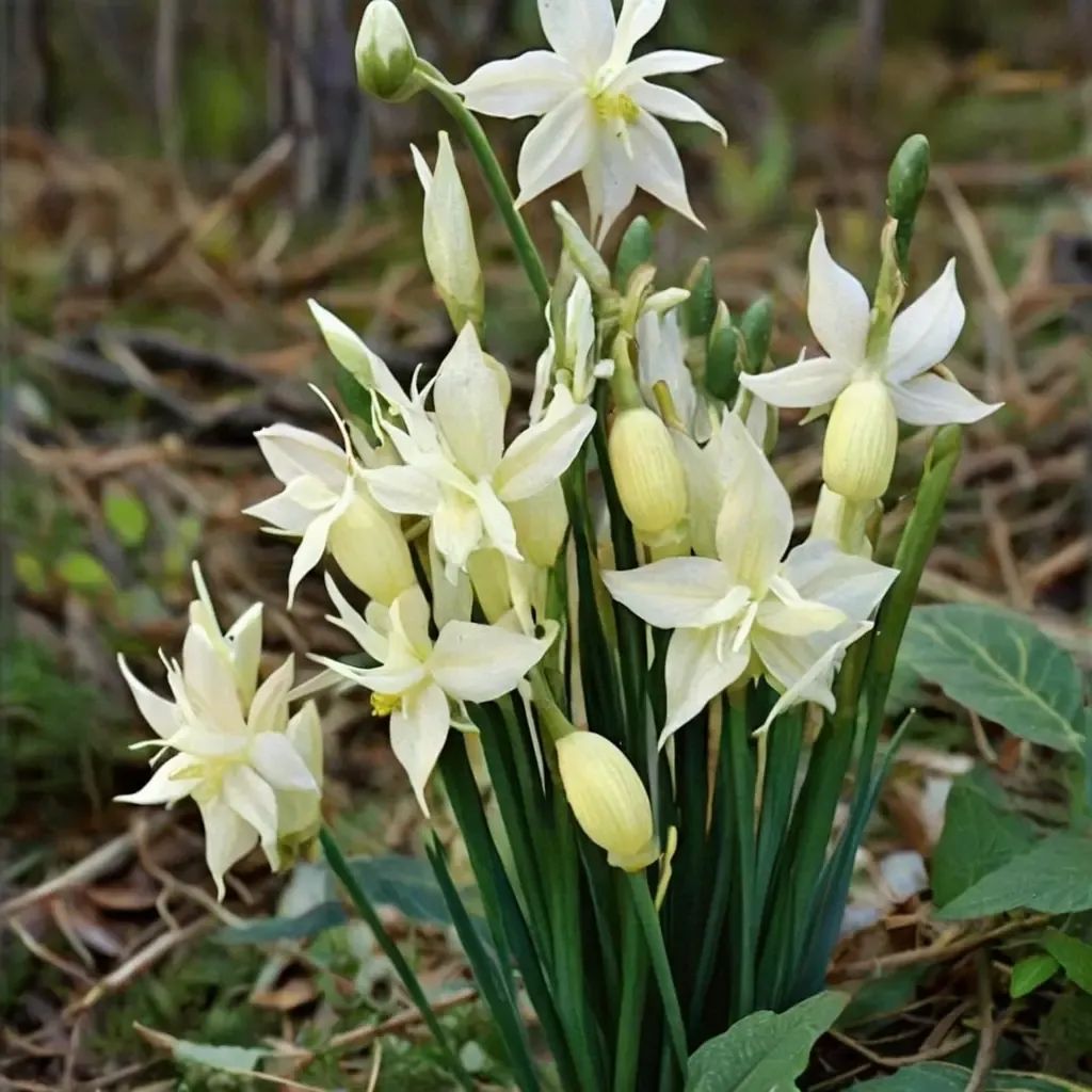 Narcissus triandrus