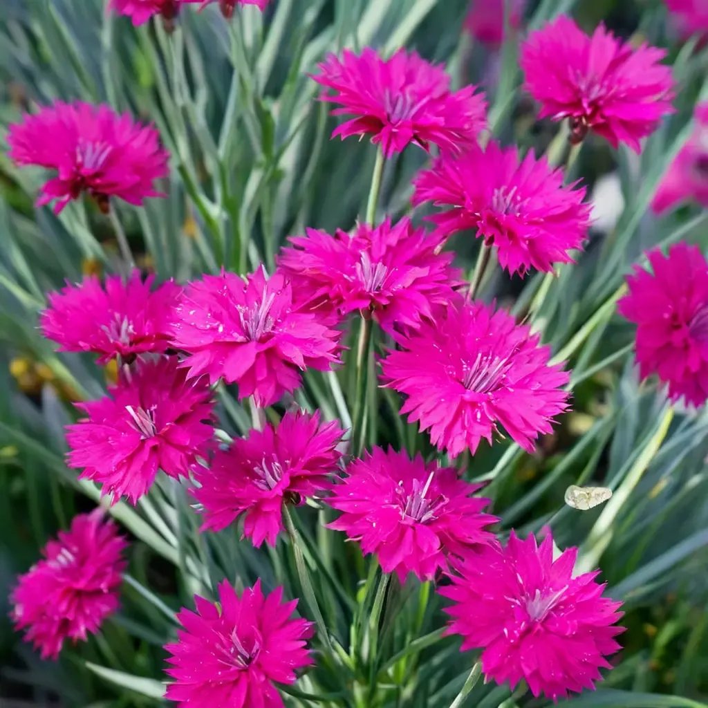 Dianthus chinensis 'Neon Star'