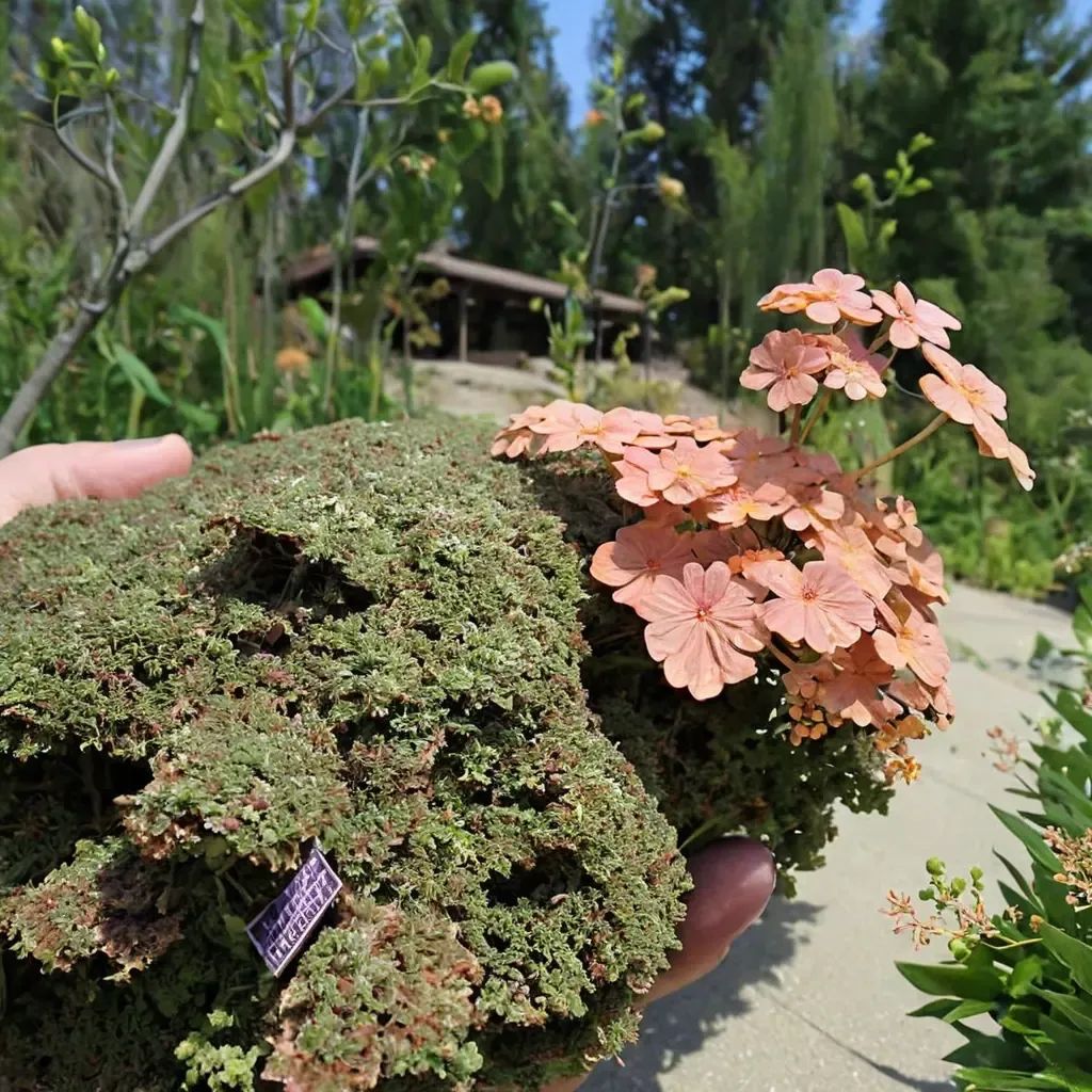 Arctostaphylos x media 'Ron Clendenen'