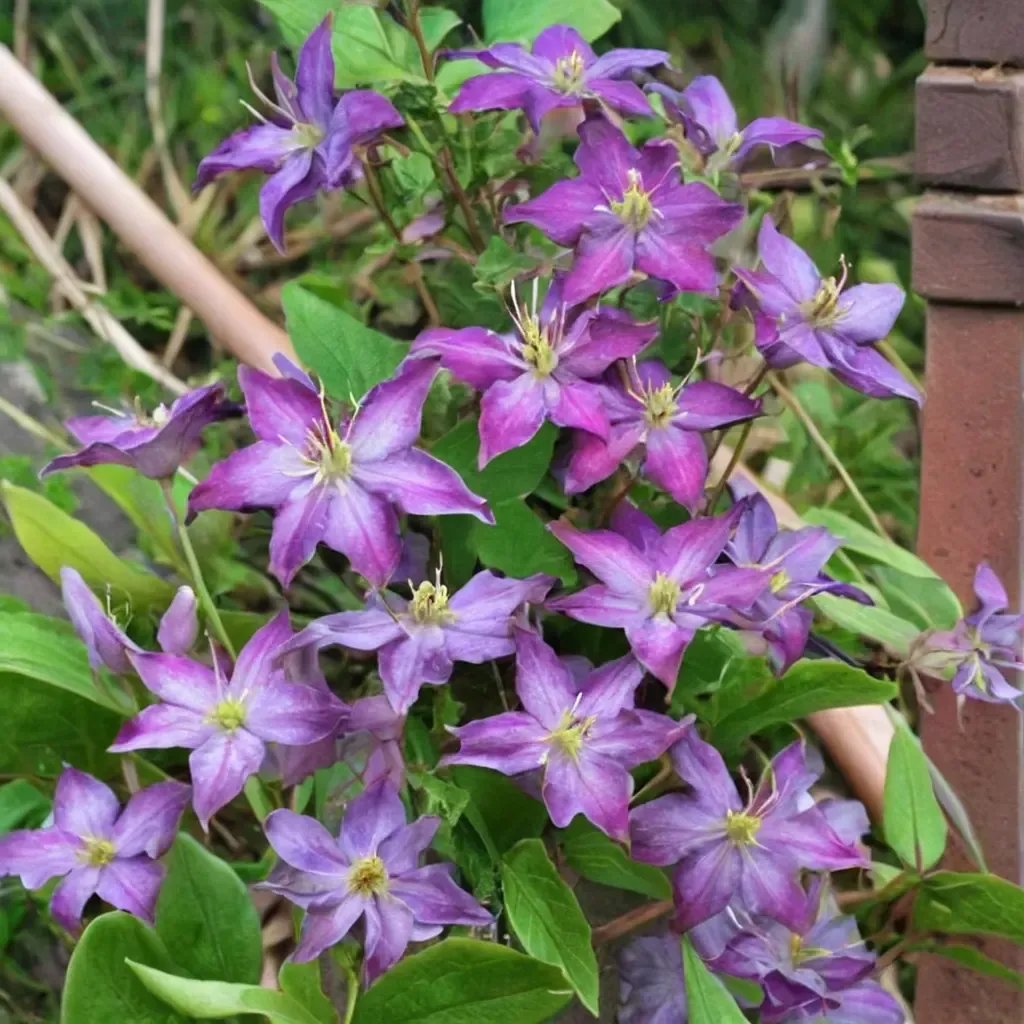Clematis viticella 'Rituaal'