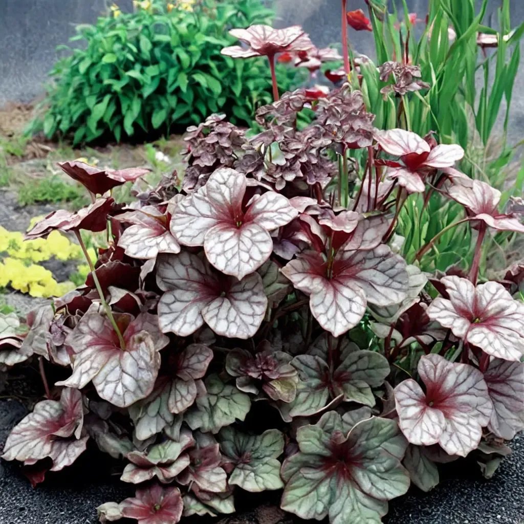 Heuchera micrantha 'Northern Exposure Silver'