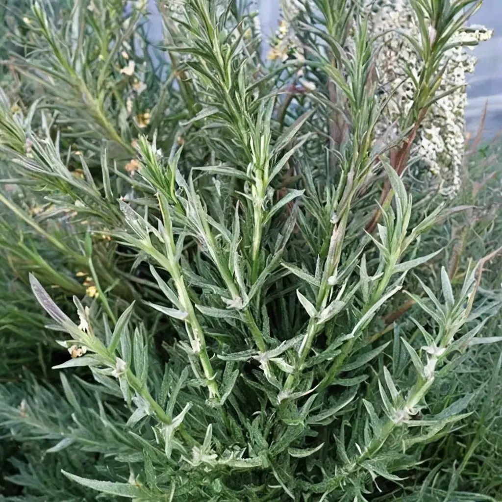 Rosmarinus officinalis 'Arp'