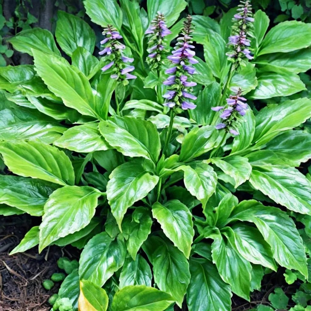 Hosta x hybrida 'Get Nekkid'