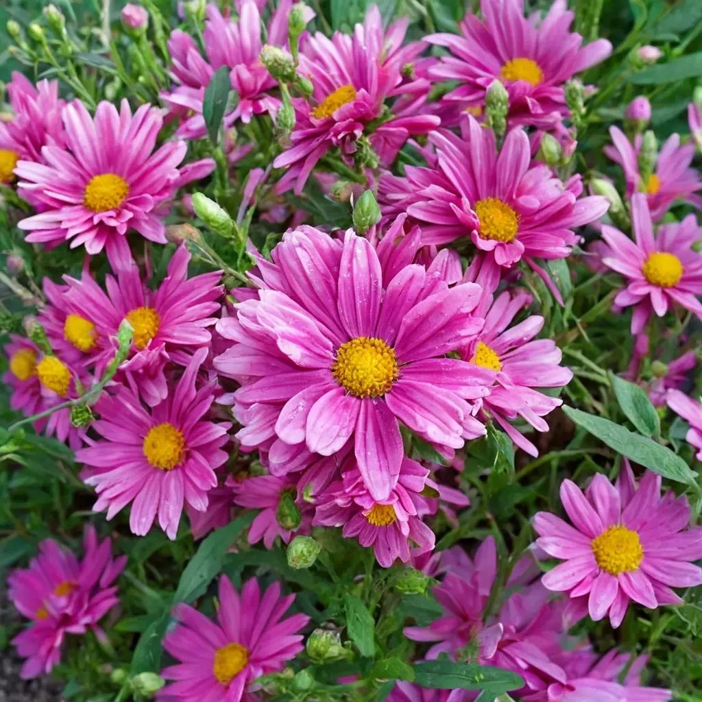 Chrysanthemum x morifolium 'Lavender Daisy Mammoth Mum'
