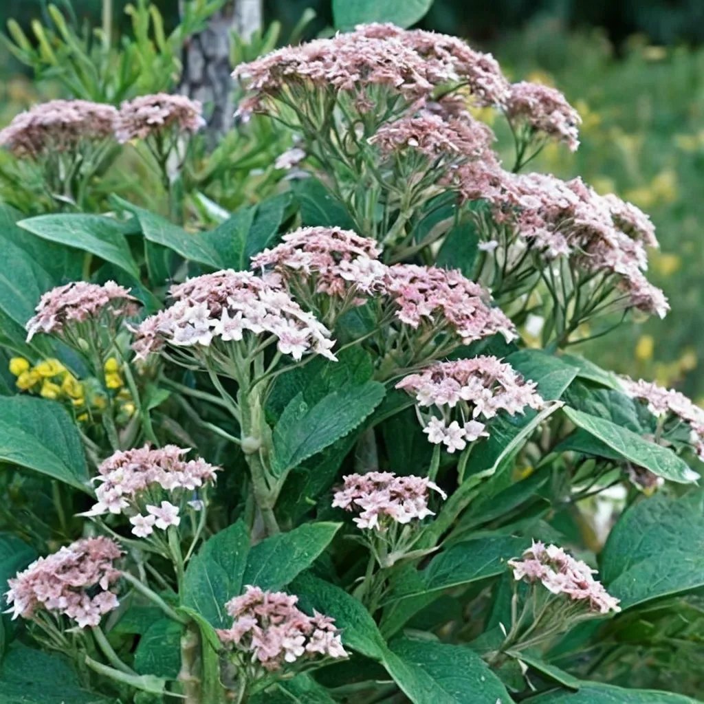 Eupatorium hernandezii 'T84m-10'