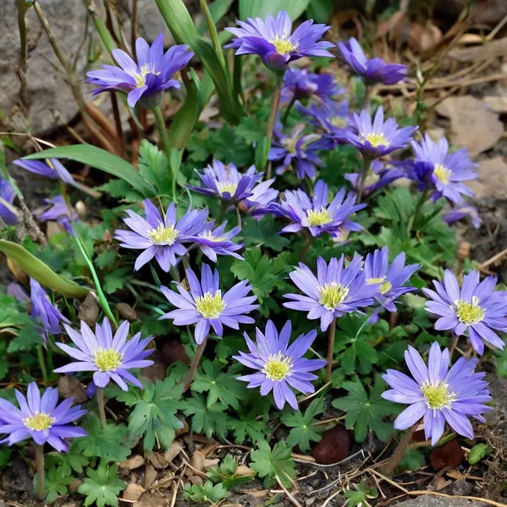 Anemone blanda