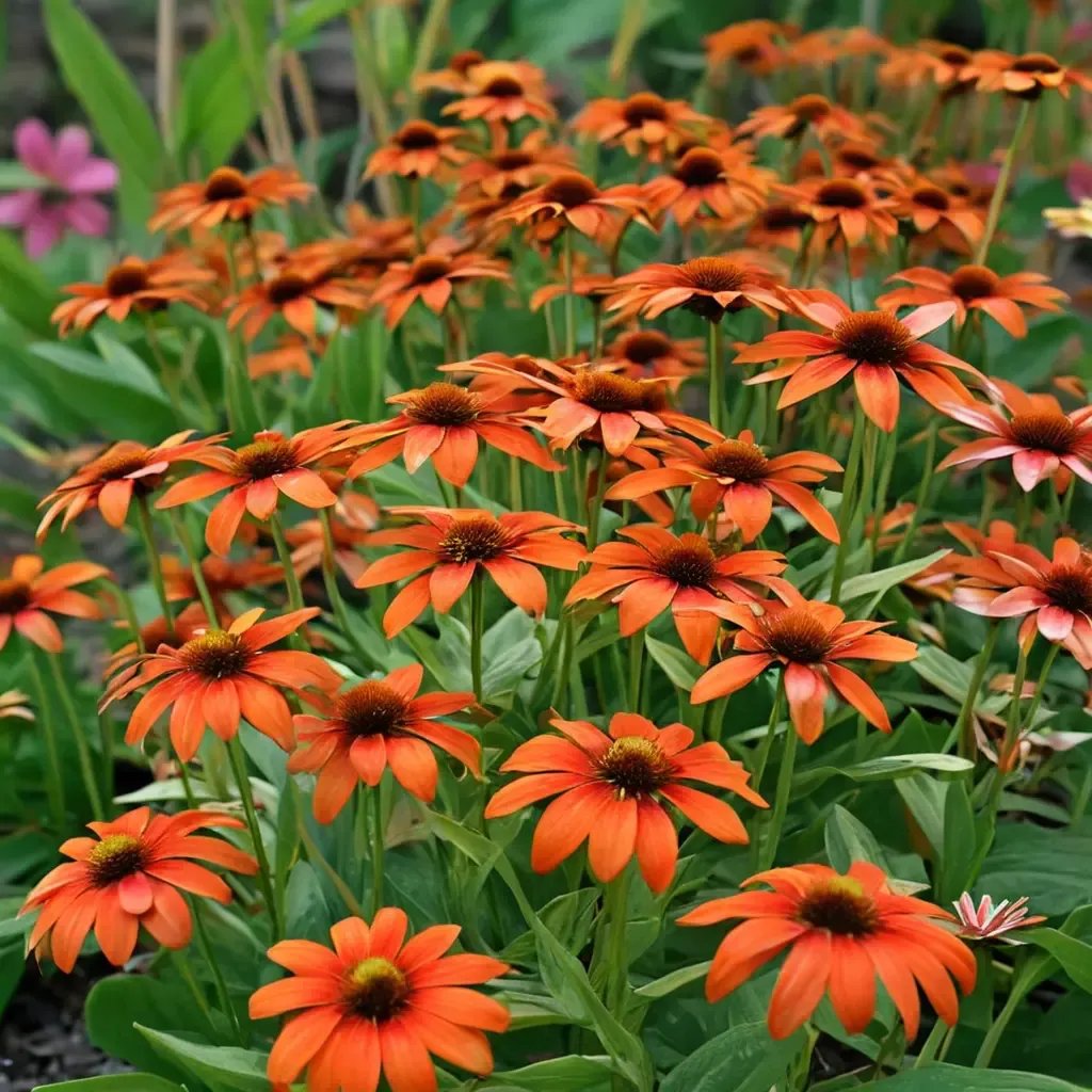 Echinacea purpurea 'Flamenco Orange'