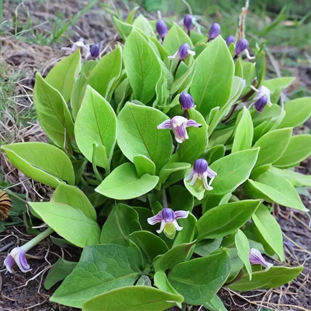 Clematis fremontii
