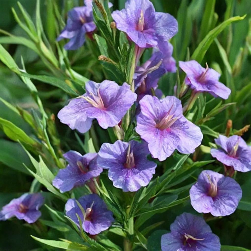Ruellia brittoniana 'Strawberries and Cream'