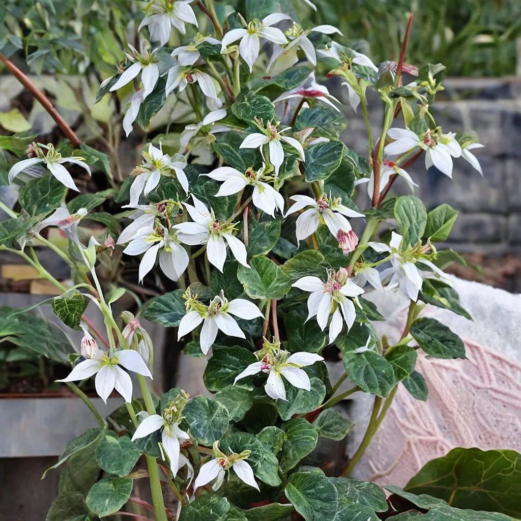 Saxifraga stolonifera