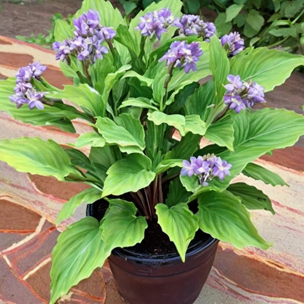 Hosta x hybrida 'Candy Kisses'