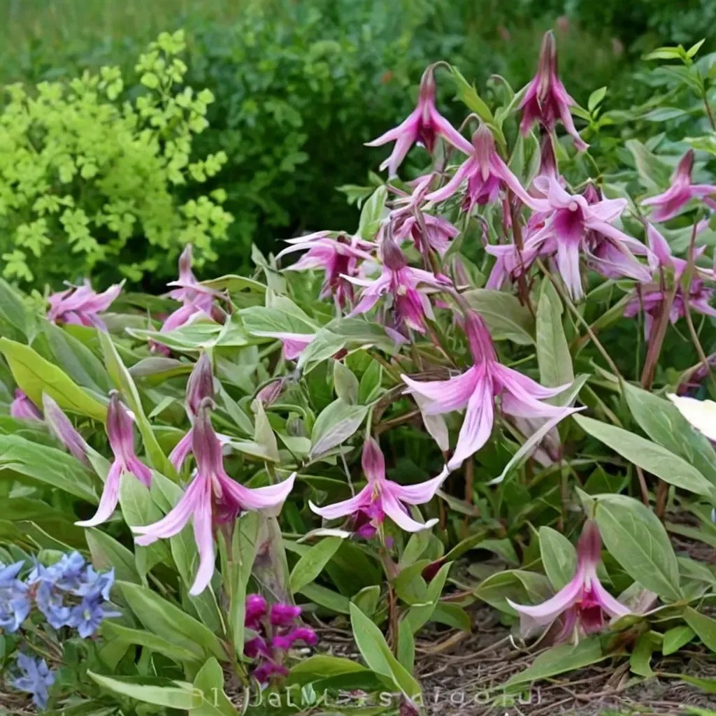 Clematis viticella 'Hanajima'
