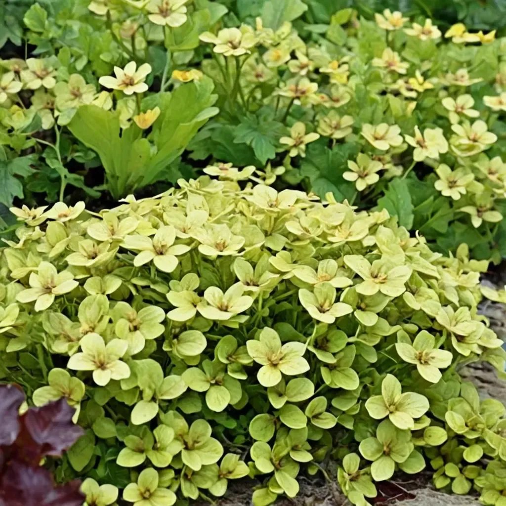 Origanum vulgare 'Aureum'