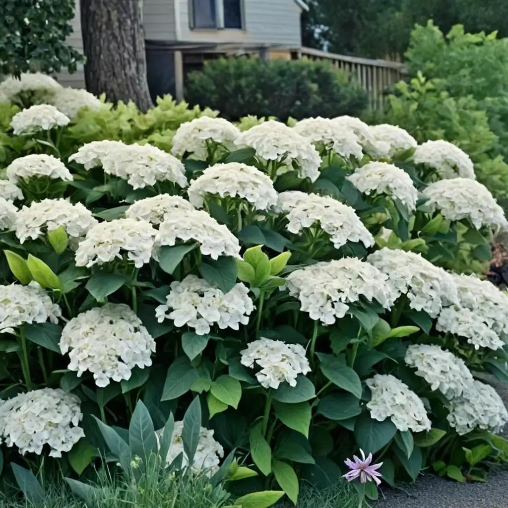 Annabelle Hydrangea Smooth Hydrangea