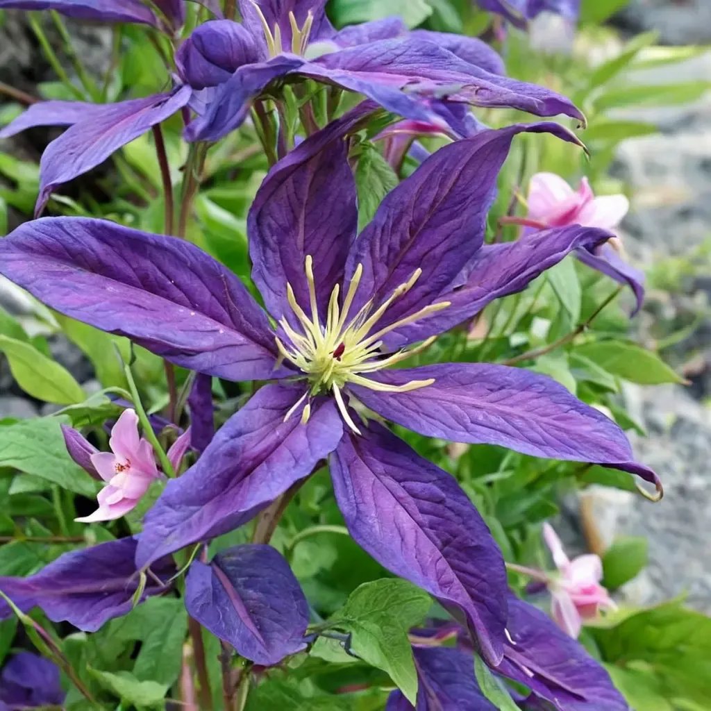 Clematis x jackmanii 'Constance'