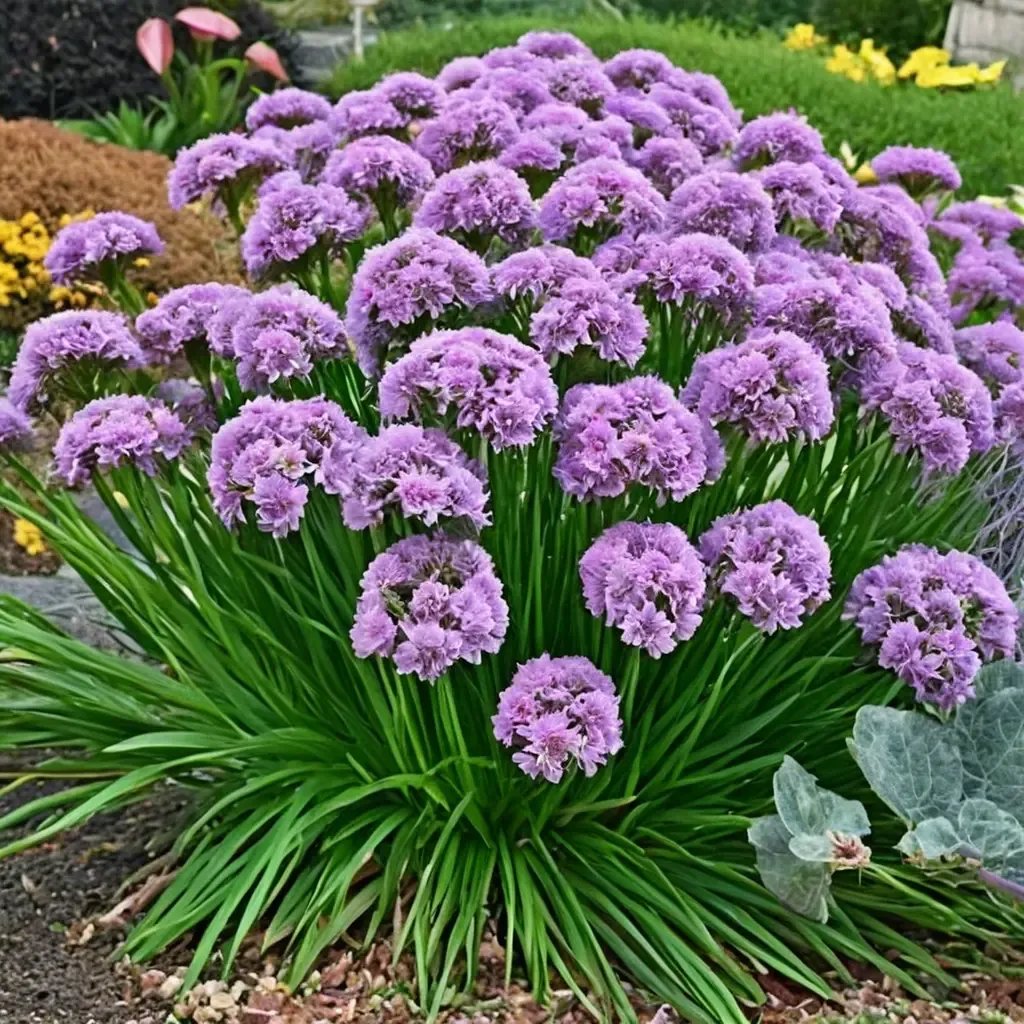 Allium x moly 'Millenium'