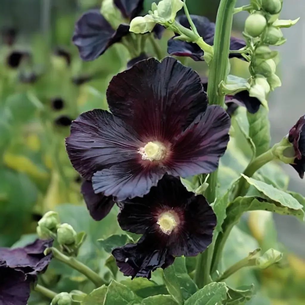 Alcea rosea 'Blacknight'