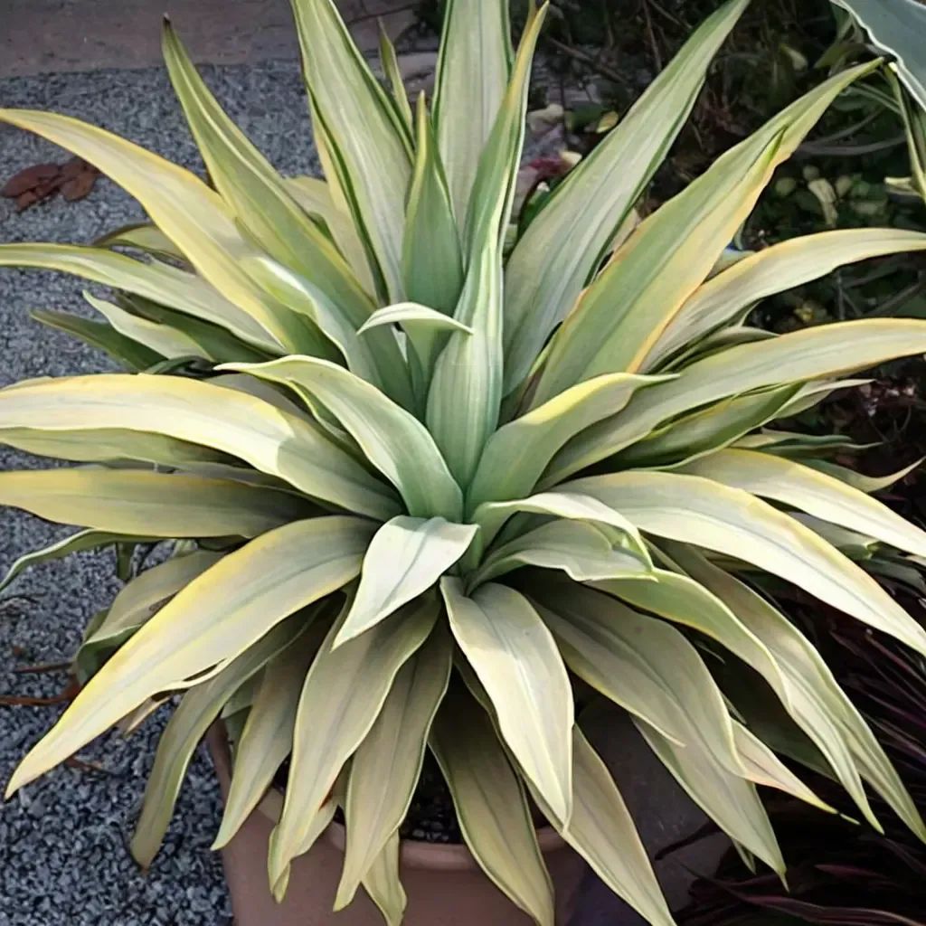 Agave desmettiana 'Joe Hoak'