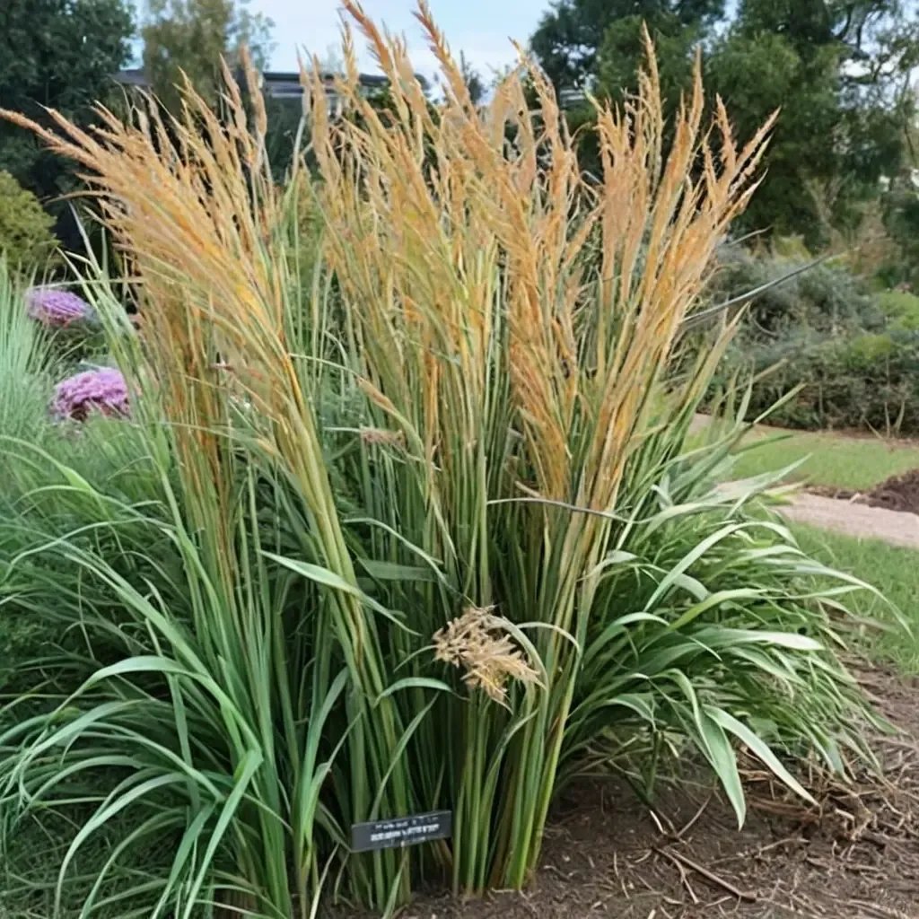 Sorghastrum nutans 'Golden Sunset Yellow'