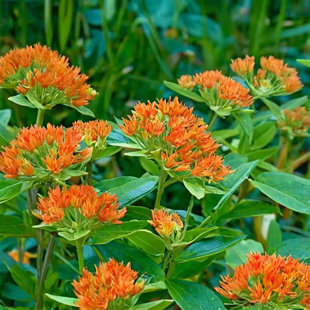Asclepias tuberosa 'Deluxe Butterfly Garden'