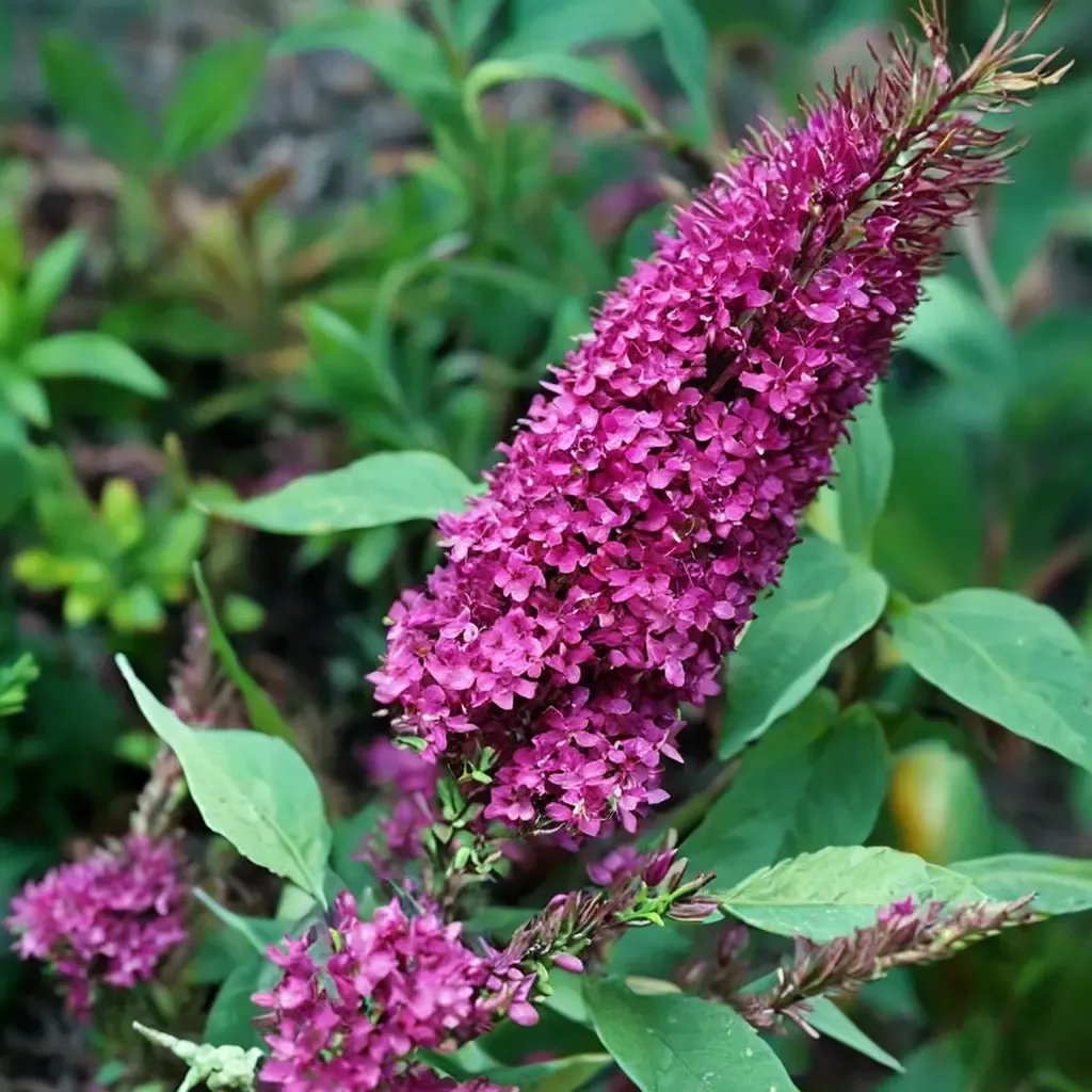 Buddleja davidii 'Attraction'