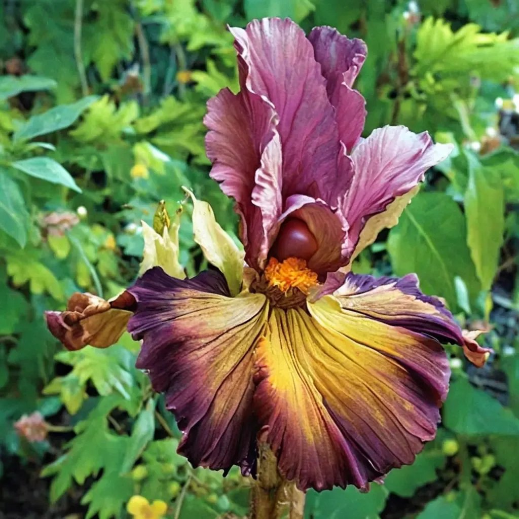 Iris x germanica 'Lord of Rings'
