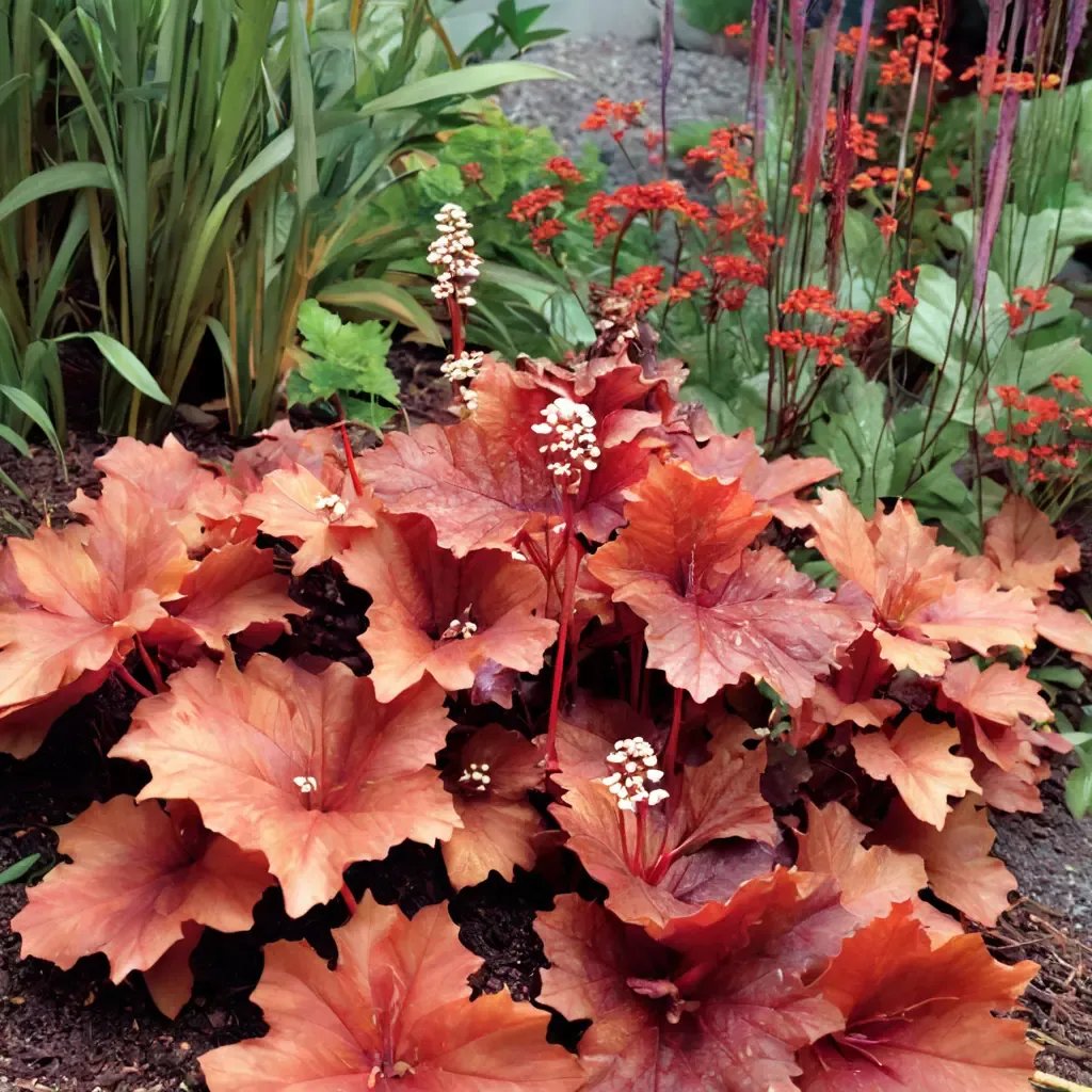Heuchera x brizoides 'RIO'