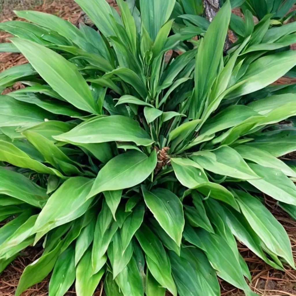 Aspidistra retusa 'Nanjing Green'