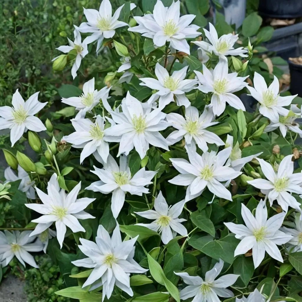 Clematis x durandii 'White Arabella'