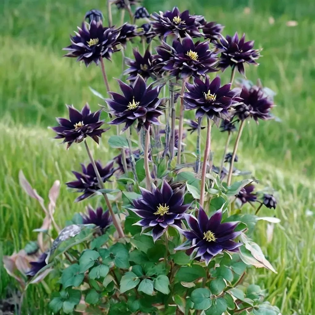 Aquilegia vulgaris 'Black Barlow'
