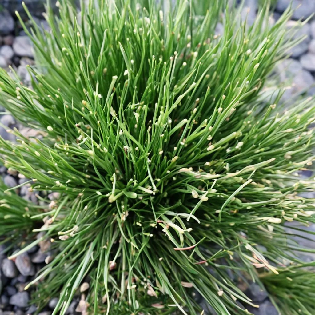 Eleocharis radicans 'Miniature Rush'