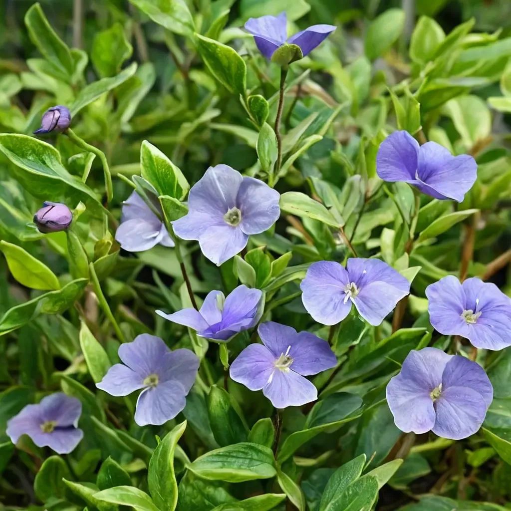 Vinca major
