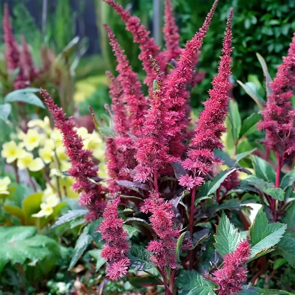Astilbe x arendsii 'Vision in Red'
