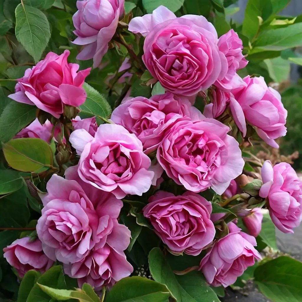 Rosa x hybrida 'Grandmother's Hat'