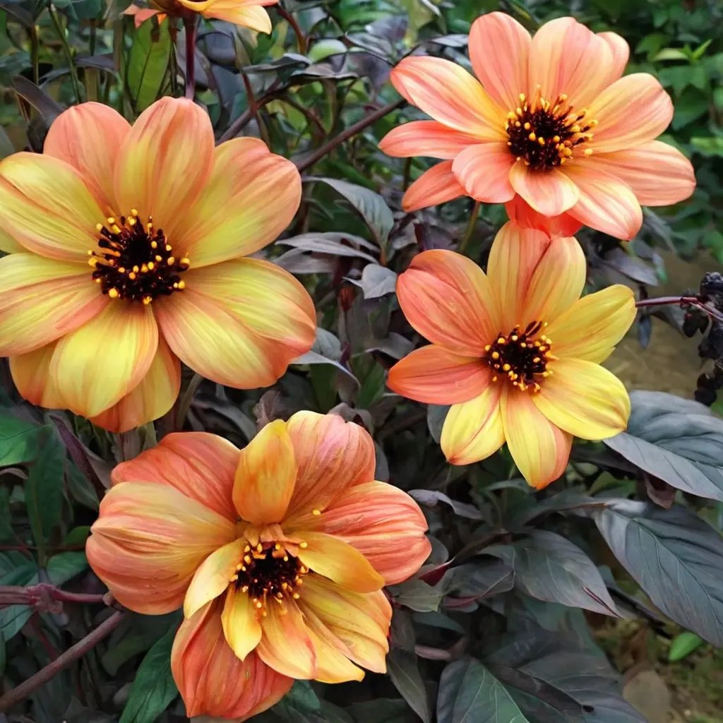 Dahlia pinnata 'Mystic Haze'