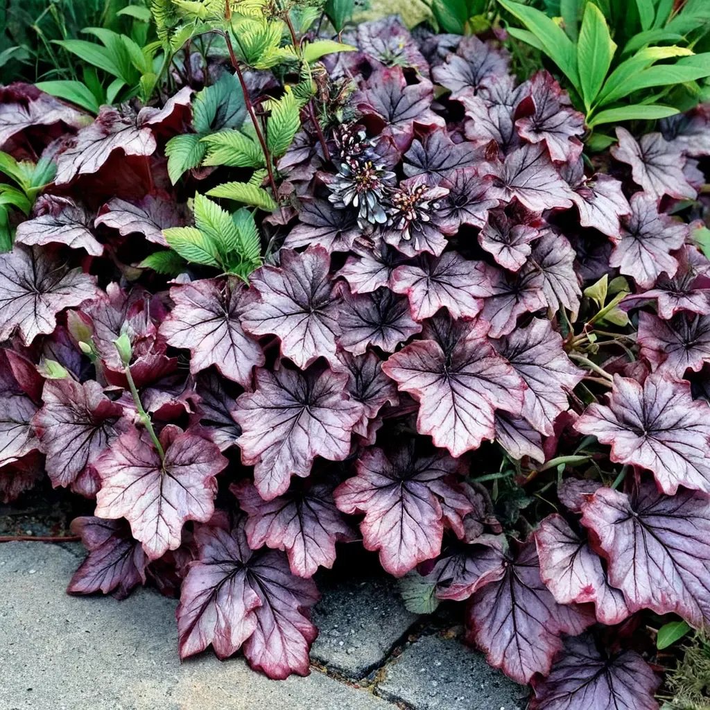 Heuchera x brizoides 'Spellbound'