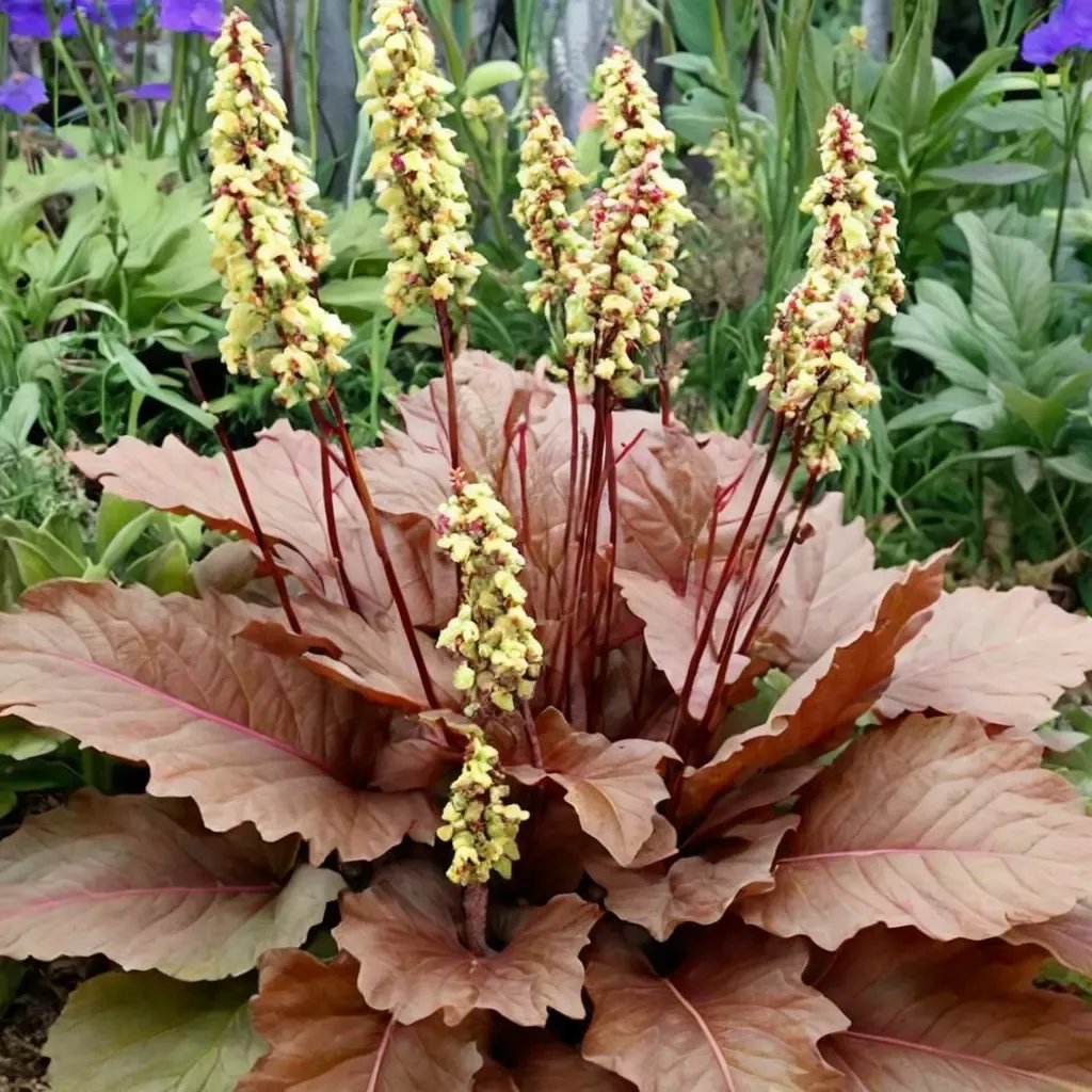 Heuchera x hybrida 'Blondie'