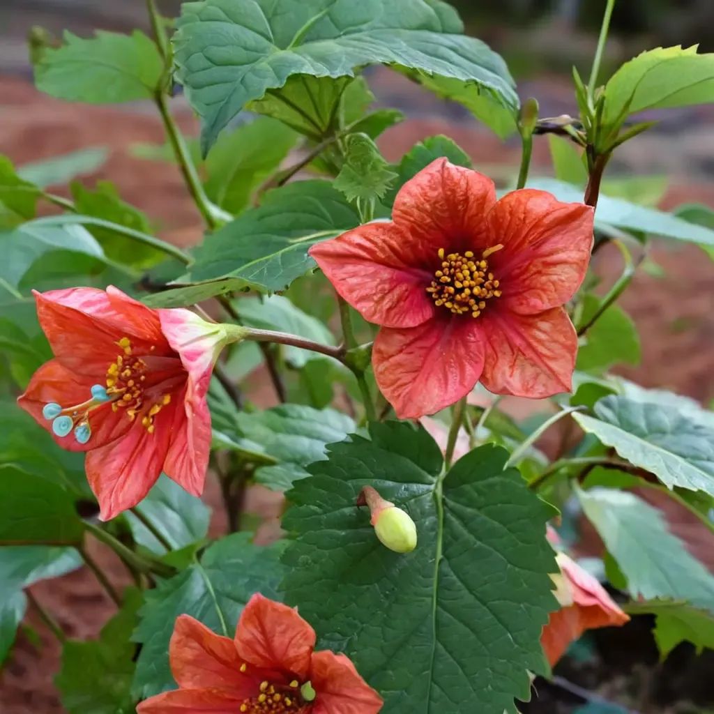 Abutilon x hybrida 'David's Red'