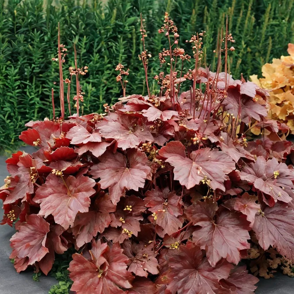 Heuchera species not provided 'Northern Exposure Red'
