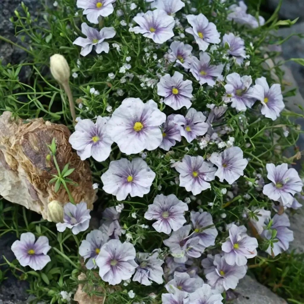 Nierembergia gracilis 'Starry Eyes'