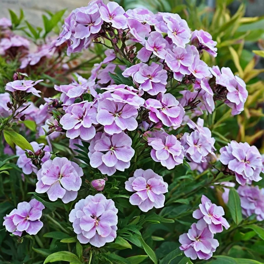 Phlox paniculata 'Franz Schubert'