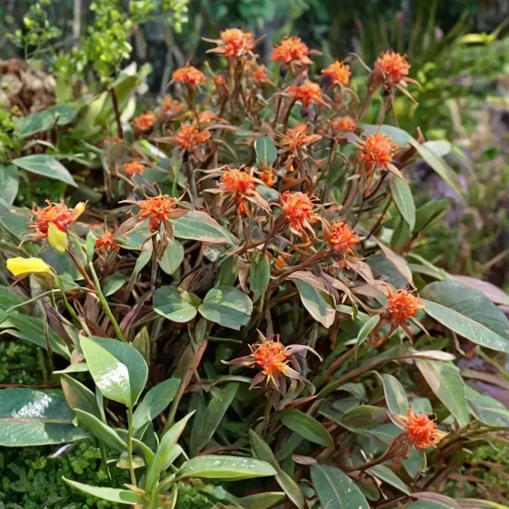 Euphorbia griffithii 'Fern Cottage'