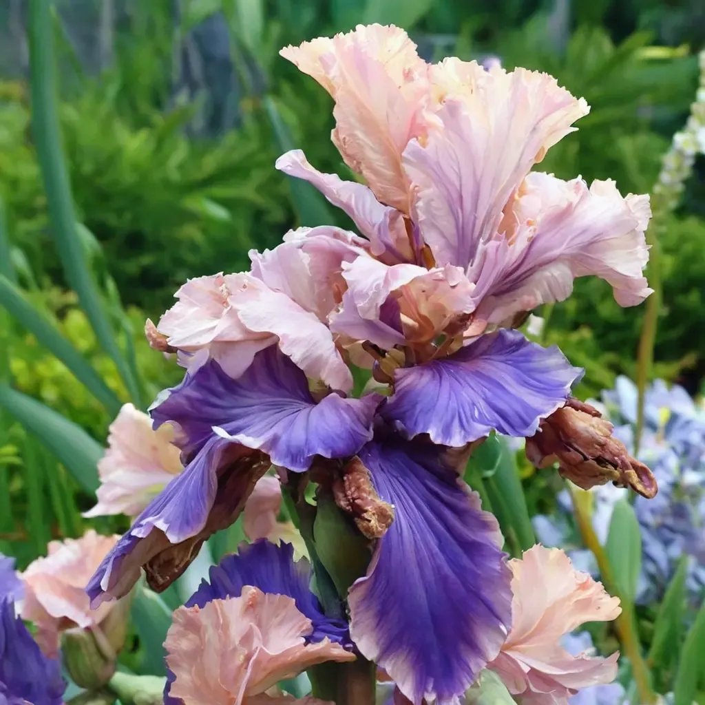 Iris x germanica 'Florentine Silk'
