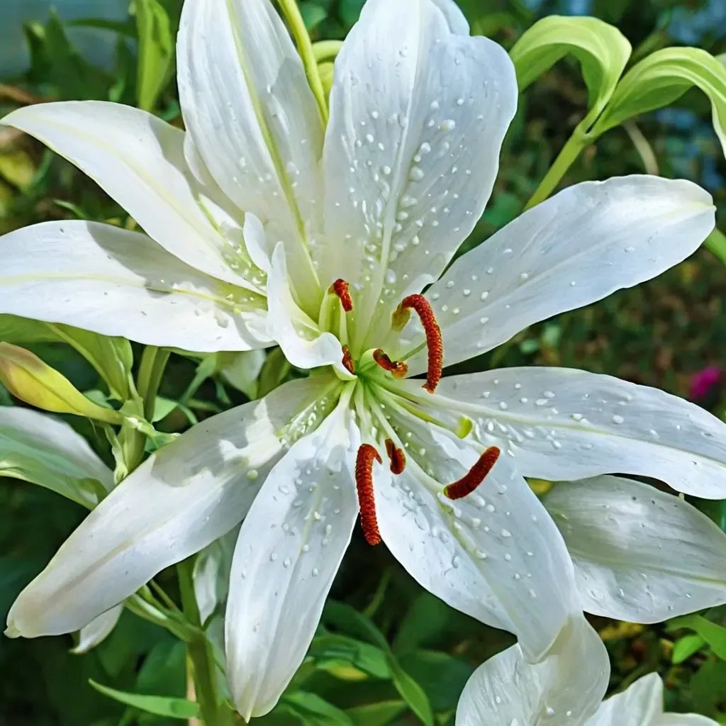 Lilium x auratum 'Casa Blanca'